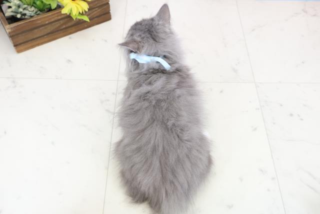 広島県のマンチカン (Coo&RIKU広島北店/2025年11月9日生まれ/男の子/ブルーホワイト)の子猫の4枚目の画像