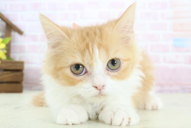 山口県のラガマフィン (Coo&RIKUシーモール下関店/2025年11月18日生まれ/女の子/レッドタビーホワイト)の子猫の1枚目の画像