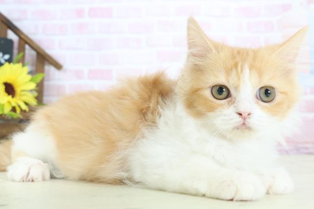 山口県のラガマフィン (Coo&RIKUシーモール下関店/2025年11月18日生まれ/女の子/レッドタビーホワイト)の子猫の2枚目の画像