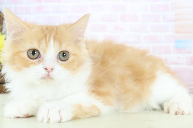 山口県のラガマフィン (Coo&RIKUシーモール下関店/2025年11月18日生まれ/女の子/レッドタビーホワイト)の子猫の3枚目の画像