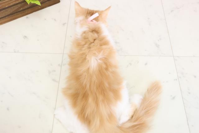 山口県のラガマフィン (Coo&RIKUシーモール下関店/2025年11月18日生まれ/女の子/レッドタビーホワイト)の子猫の4枚目の画像