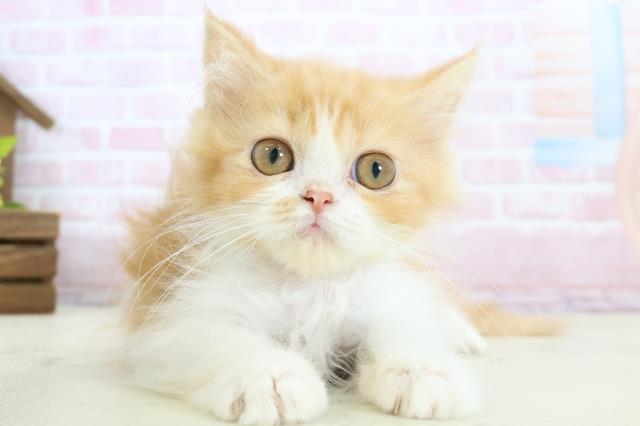 香川県のラガマフィン (Coo&RIKU高松上福岡店/2025年11月18日生まれ/女の子/レッドタビーホワイト)の子猫の1枚目の画像