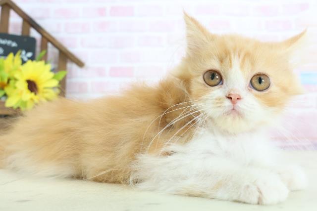 香川県のラガマフィン (Coo&RIKU高松上福岡店/2025年11月18日生まれ/女の子/レッドタビーホワイト)の子猫の2枚目の画像