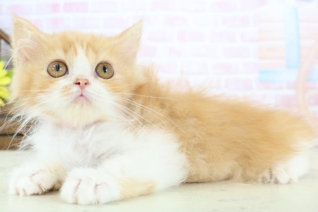 香川県のラガマフィン (Coo&RIKU高松上福岡店/2025年11月18日生まれ/女の子/レッドタビーホワイト)の子猫の3枚目の画像