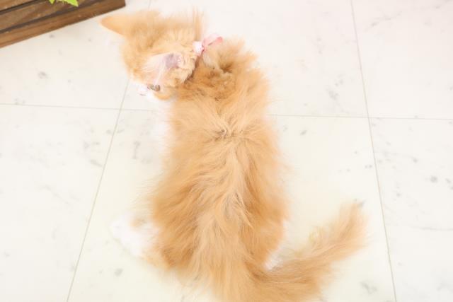 香川県のラガマフィン (Coo&RIKU高松上福岡店/2025年11月18日生まれ/女の子/レッドタビーホワイト)の子猫の4枚目の画像