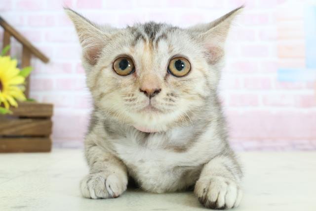 徳島県のスコティッシュフォールド (Coo&RIKU徳島店/2025年11月15日生まれ/女の子/シルバーパッチドタビー)の子猫の1枚目の画像