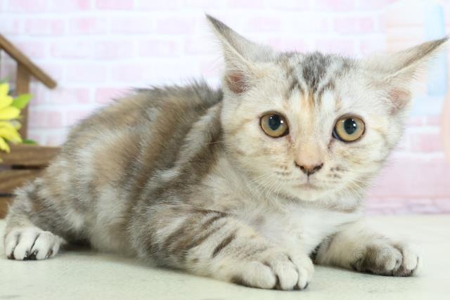 徳島県のスコティッシュフォールド (Coo&RIKU徳島店/2025年11月15日生まれ/女の子/シルバーパッチドタビー)の子猫の2枚目の画像