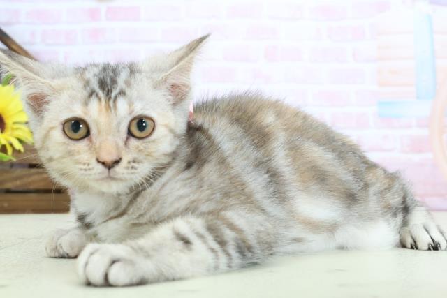 徳島県のスコティッシュフォールド (Coo&RIKU徳島店/2025年11月15日生まれ/女の子/シルバーパッチドタビー)の子猫の3枚目の画像