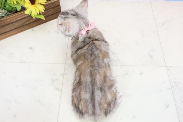 徳島県のスコティッシュフォールド (Coo&RIKU徳島店/2025年11月15日生まれ/女の子/シルバーパッチドタビー)の子猫の4枚目の画像