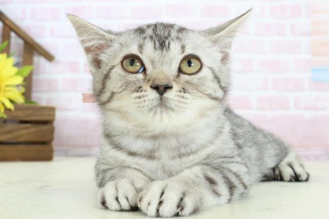 広島県のスコティッシュフォールド (Coo&RIKUゆめタウン大竹店/2025年11月15日生まれ/女の子/シルバータビー)の子猫