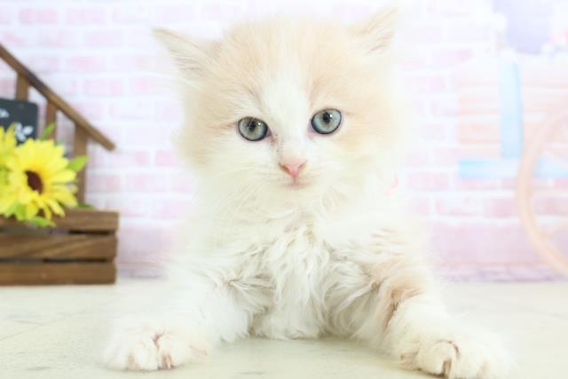 ミヌエット（長足）