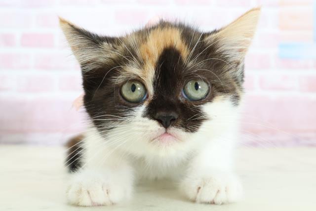 新潟県のフォールデックス (Coo&RIKU長岡店/2025年12月24日生まれ/女の子/トービーホワイト)の子猫