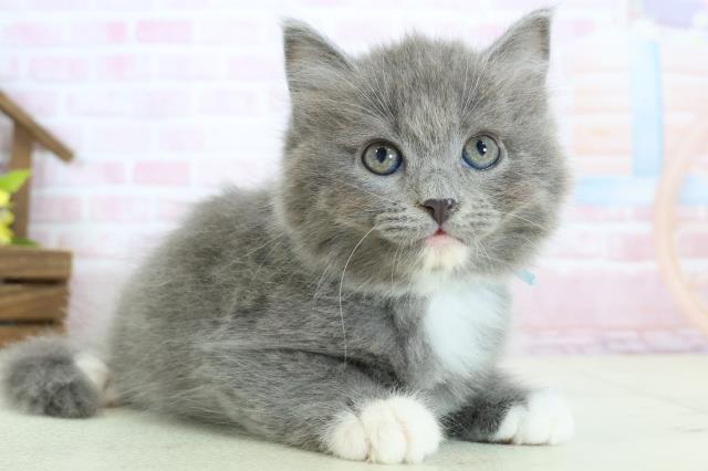 高知県のラガマフィン (Coo&RIKU高知御座店/2026年1月11日生まれ/男の子/ブルーホワイト)の子猫の2枚目の画像
