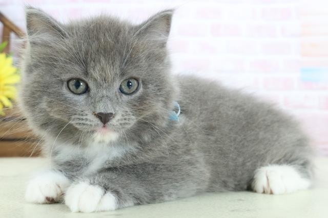 高知県のラガマフィン (Coo&RIKU高知御座店/2026年1月11日生まれ/男の子/ブルーホワイト)の子猫の3枚目の画像