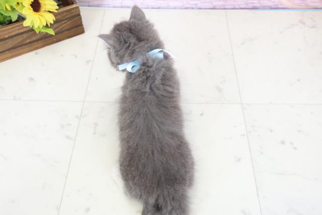 高知県のラガマフィン (Coo&RIKU高知御座店/2026年1月11日生まれ/男の子/ブルーホワイト)の子猫の4枚目の画像