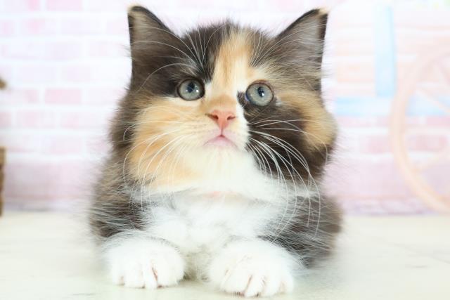 福岡県のラガマフィン (Coo&RIKU福岡東店/2026年1月11日生まれ/女の子/トービーホワイト)の子猫の1枚目の画像