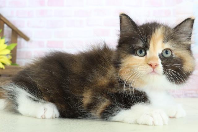 福岡県のラガマフィン (Coo&RIKU福岡東店/2026年1月11日生まれ/女の子/トービーホワイト)の子猫の2枚目の画像