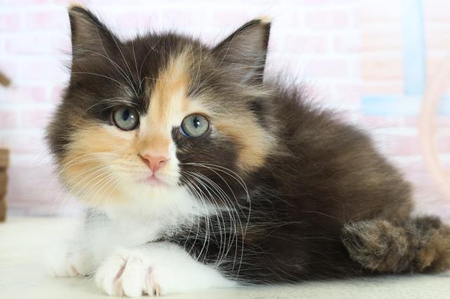 福岡県のラガマフィン (Coo&RIKU福岡東店/2026年1月11日生まれ/女の子/トービーホワイト)の子猫の3枚目の画像