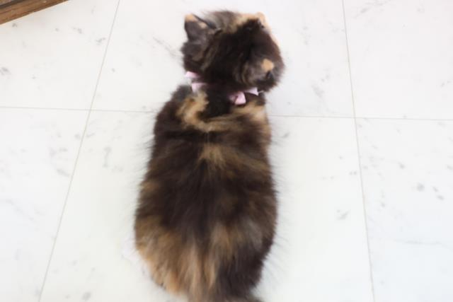 福岡県のラガマフィン (Coo&RIKU福岡東店/2026年1月11日生まれ/女の子/トービーホワイト)の子猫の4枚目の画像