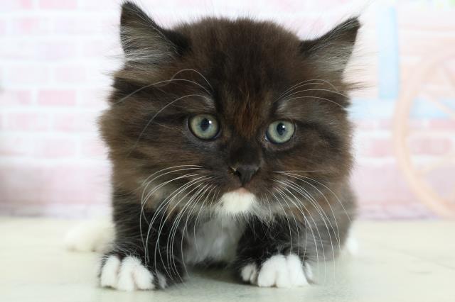 ミヌエット（長足）