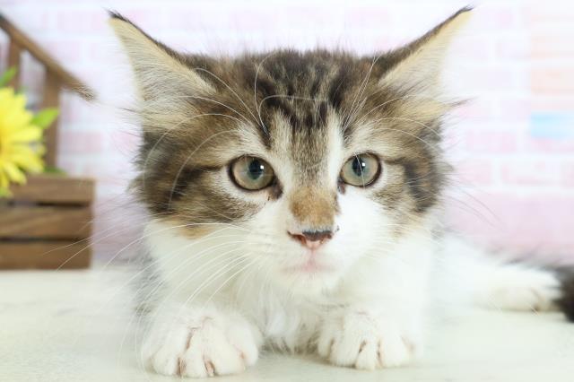 福岡県のノルウェージャンフォレストキャット (Coo&RIKU黒崎店/2025年12月11日生まれ/男の子/ブラウンタビーホワイト)の子猫の1枚目の画像