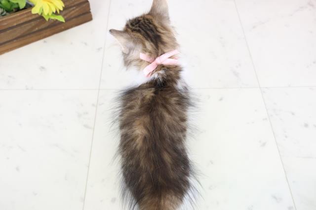 福岡県のノルウェージャンフォレストキャット (Coo&RIKU福岡古賀店/2025年12月11日生まれ/女の子/ブラウンタビーホワイト)の子猫の4枚目の画像