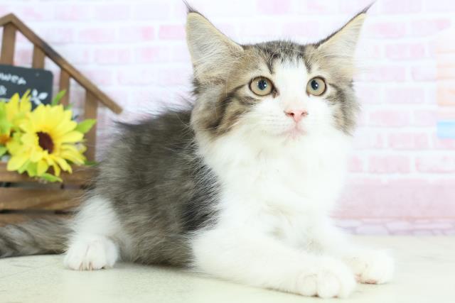 佐賀県のノルウェージャンフォレストキャット (Coo&RIKU佐賀神埼店/2025年12月11日生まれ/女の子/ブラウンタビーホワイト)の子猫の2枚目の画像