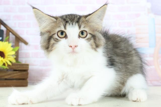 佐賀県のノルウェージャンフォレストキャット (Coo&RIKU佐賀神埼店/2025年12月11日生まれ/女の子/ブラウンタビーホワイト)の子猫の3枚目の画像