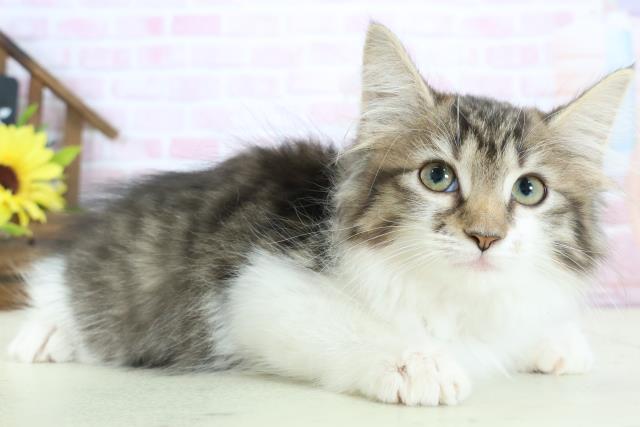 福岡県のノルウェージャンフォレストキャット (Coo&RIKU行橋店/2025年12月11日生まれ/女の子/ブラウンタビーホワイト)の子猫の2枚目の画像