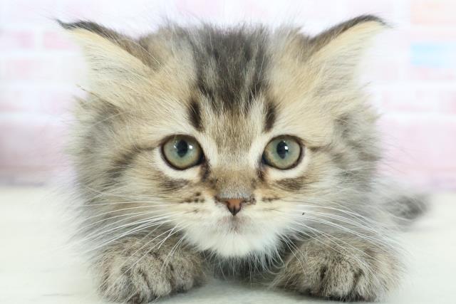 熊本県のミヌエット (Coo&RIKUイオンモール宇城店/2025年12月24日生まれ/男の子/ブラウンタビー)の子猫の1枚目の画像