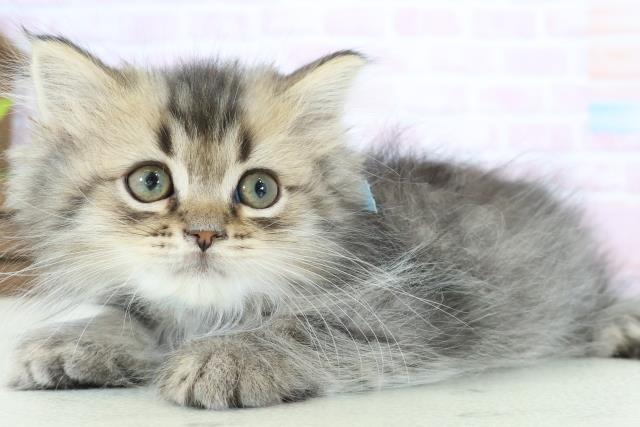 熊本県のミヌエット (Coo&RIKUイオンモール宇城店/2025年12月24日生まれ/男の子/ブラウンタビー)の子猫の3枚目の画像