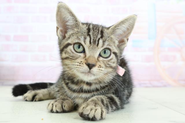 アメリカンショートヘアー