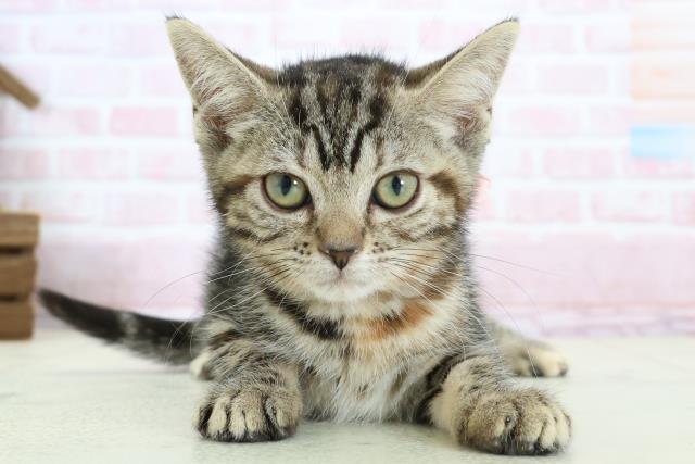 アメリカンショートヘアー