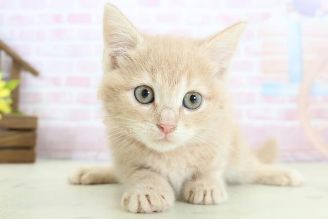 マンチカン（長足）