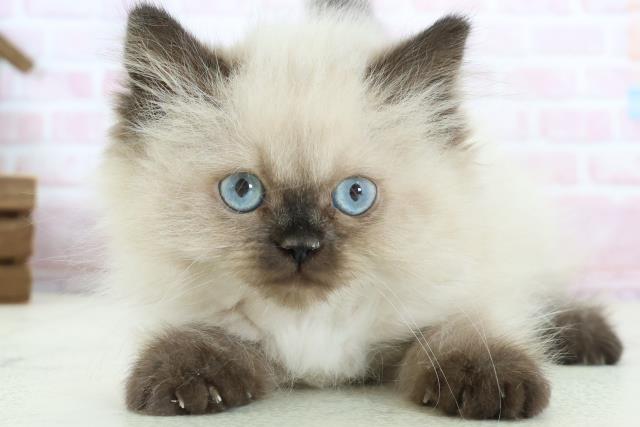 福岡県のヒマラヤン (Coo&RIKUゆめタウン飯塚店/2025年12月13日生まれ/女の子/シールポイント)の子猫の1枚目の画像
