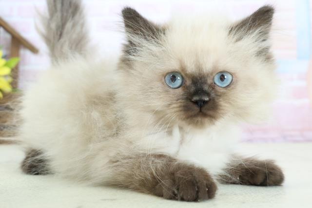 福岡県のヒマラヤン (Coo&RIKUゆめタウン飯塚店/2025年12月13日生まれ/女の子/シールポイント)の子猫の2枚目の画像