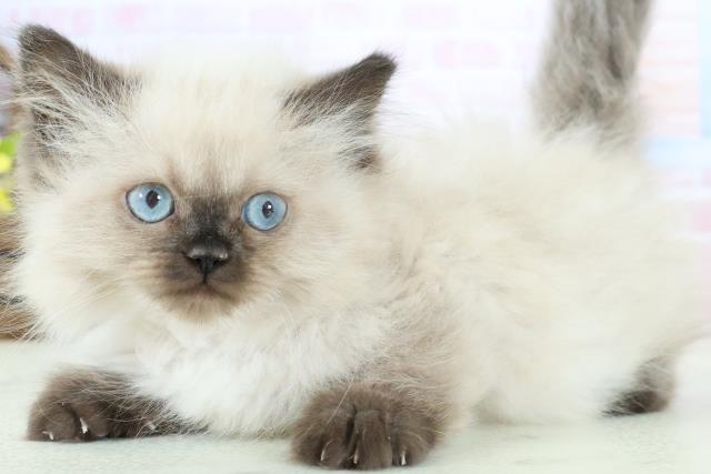 福岡県のヒマラヤン (Coo&RIKUゆめタウン飯塚店/2025年12月13日生まれ/女の子/シールポイント)の子猫の3枚目の画像