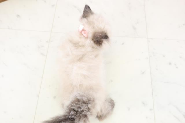 福岡県のヒマラヤン (Coo&RIKUゆめタウン飯塚店/2025年12月13日生まれ/女の子/シールポイント)の子猫の4枚目の画像