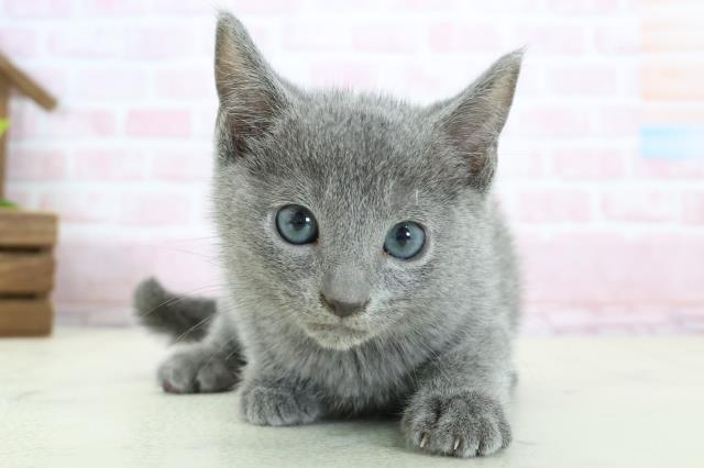 ロシアンブルー