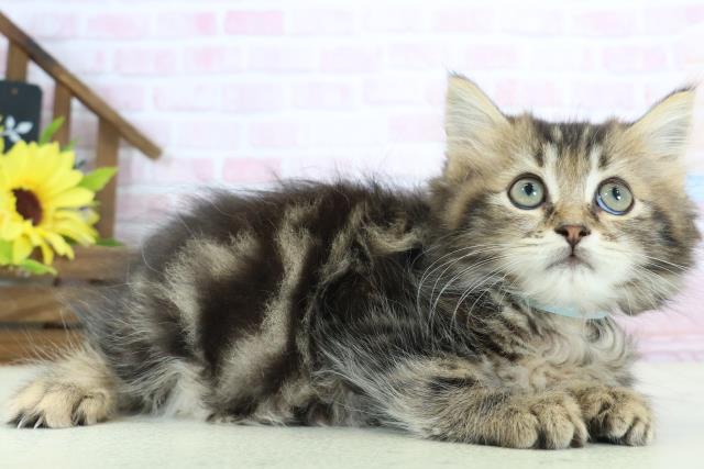 福岡県のミヌエット (Coo&RIKU行橋店/2025年12月25日生まれ/男の子/ブラウンタビー)の子猫の2枚目の画像