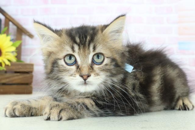 福岡県のミヌエット (Coo&RIKU行橋店/2025年12月25日生まれ/男の子/ブラウンタビー)の子猫の3枚目の画像