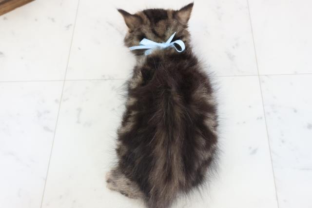 福岡県のミヌエット (Coo&RIKU行橋店/2025年12月25日生まれ/男の子/ブラウンタビー)の子猫の4枚目の画像