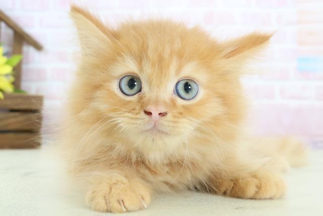 ミヌエット（長足）