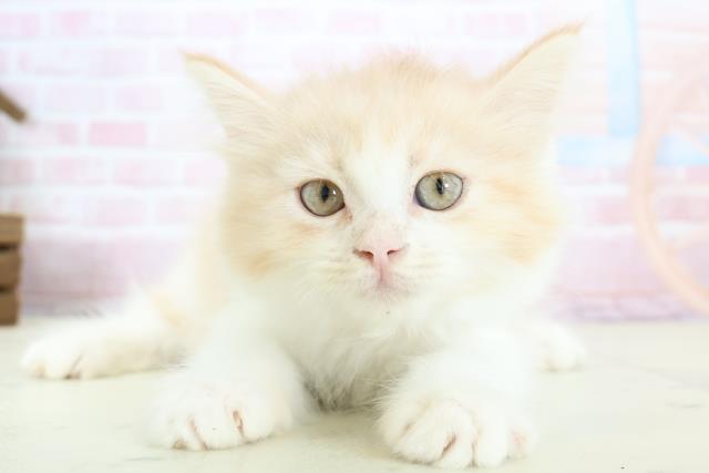 熊本県のミヌエット (Coo&RIKU熊本店/2025年12月25日生まれ/女の子/クリームタビーホワイト)の子猫の1枚目の画像