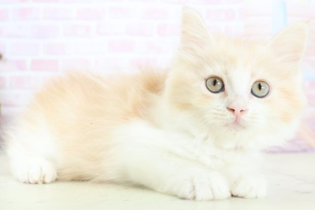 熊本県のミヌエット (Coo&RIKU熊本店/2025年12月25日生まれ/女の子/クリームタビーホワイト)の子猫の2枚目の画像