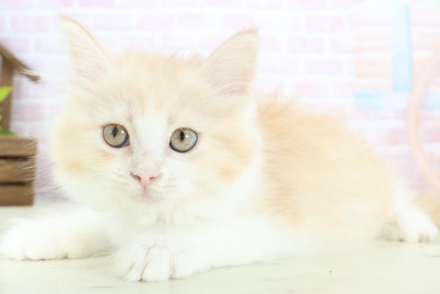 熊本県のミヌエット (Coo&RIKU熊本店/2025年12月25日生まれ/女の子/クリームタビーホワイト)の子猫の3枚目の画像