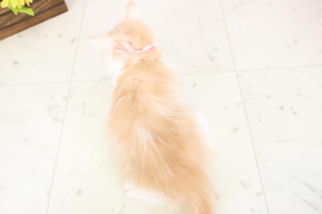 熊本県のミヌエット (Coo&RIKU熊本店/2025年12月25日生まれ/女の子/クリームタビーホワイト)の子猫の4枚目の画像