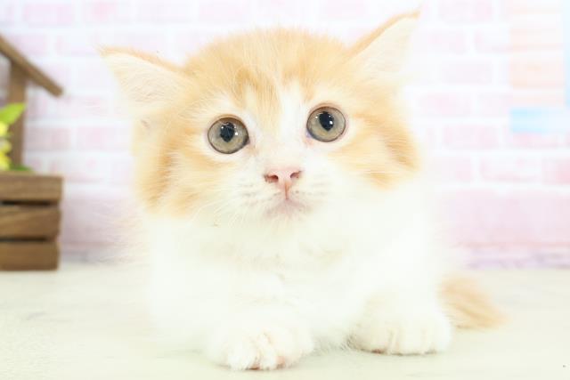 新潟県のミヌエット (Coo&RIKUイオンモール新発田店/2025年12月25日生まれ/女の子/レッドタビーホワイト)の子猫