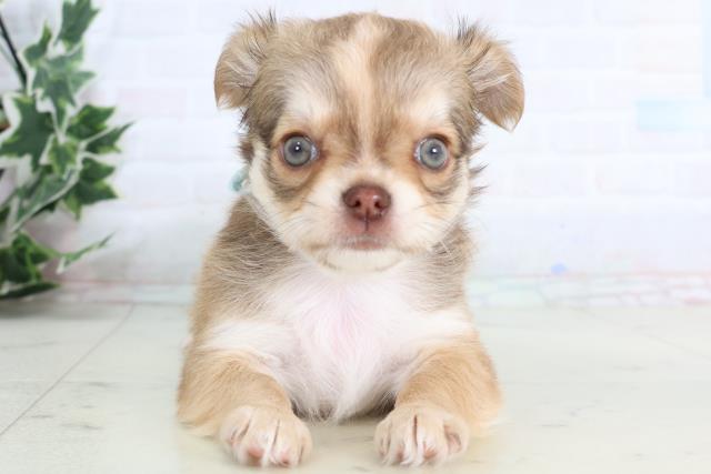 広島県のチワワ(ロング) (Coo&RIKU広島北店/2026年1月10日生まれ/男の子/フォーンホワイト)の子犬の1枚目の画像