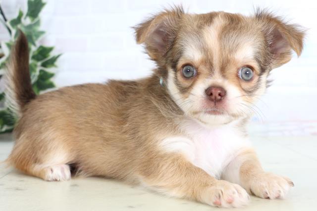 広島県のチワワ(ロング) (Coo&RIKU広島北店/2026年1月10日生まれ/男の子/フォーンホワイト)の子犬の2枚目の画像